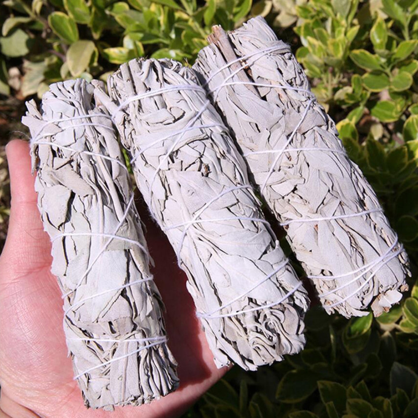 10cm White Sage Bundle California Smudge Stick Wand for Spiritual Incense Sticks Burning Aromatherapy Energy Cleansing Bundles - my-magic-mirror